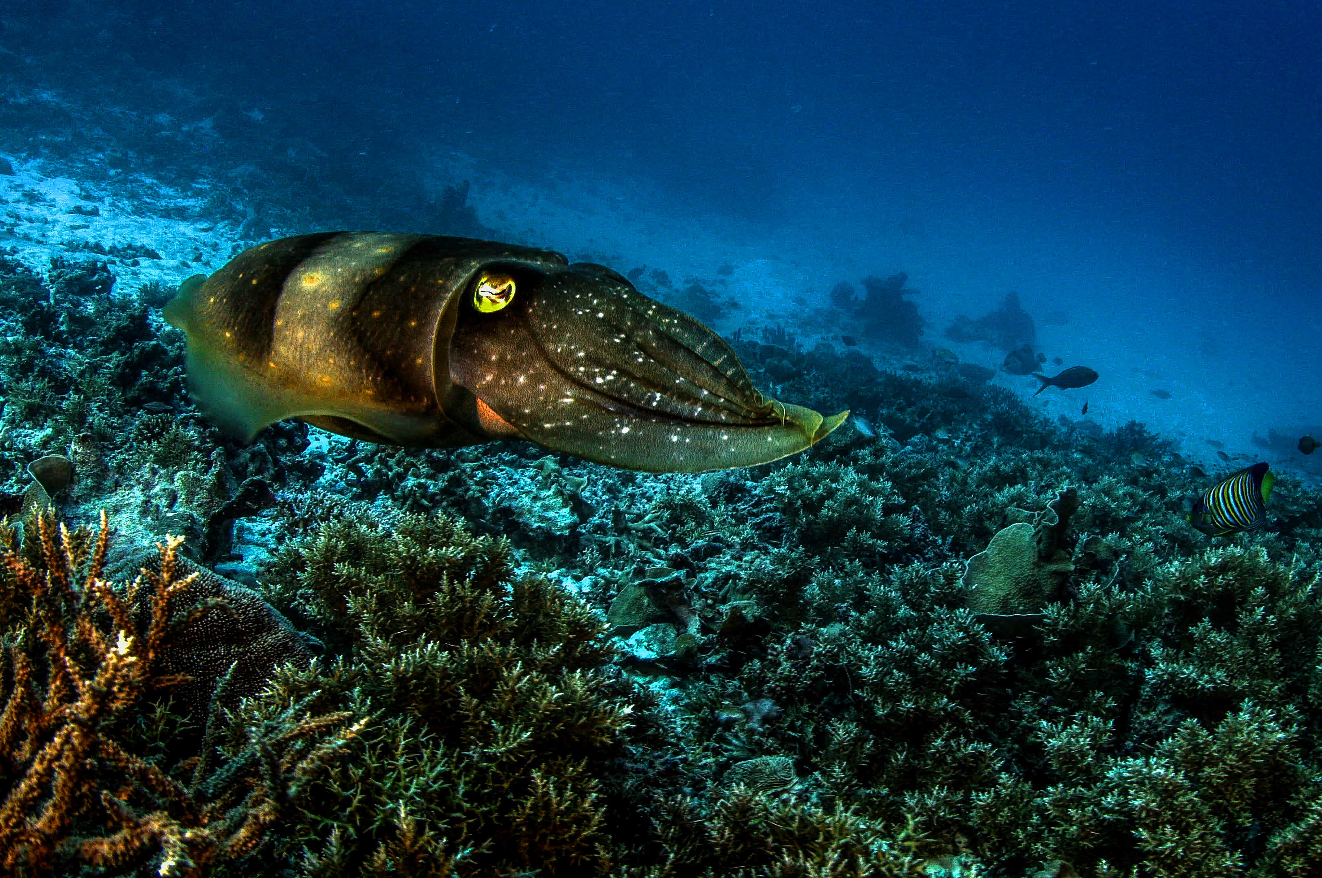 Cuttlefish|