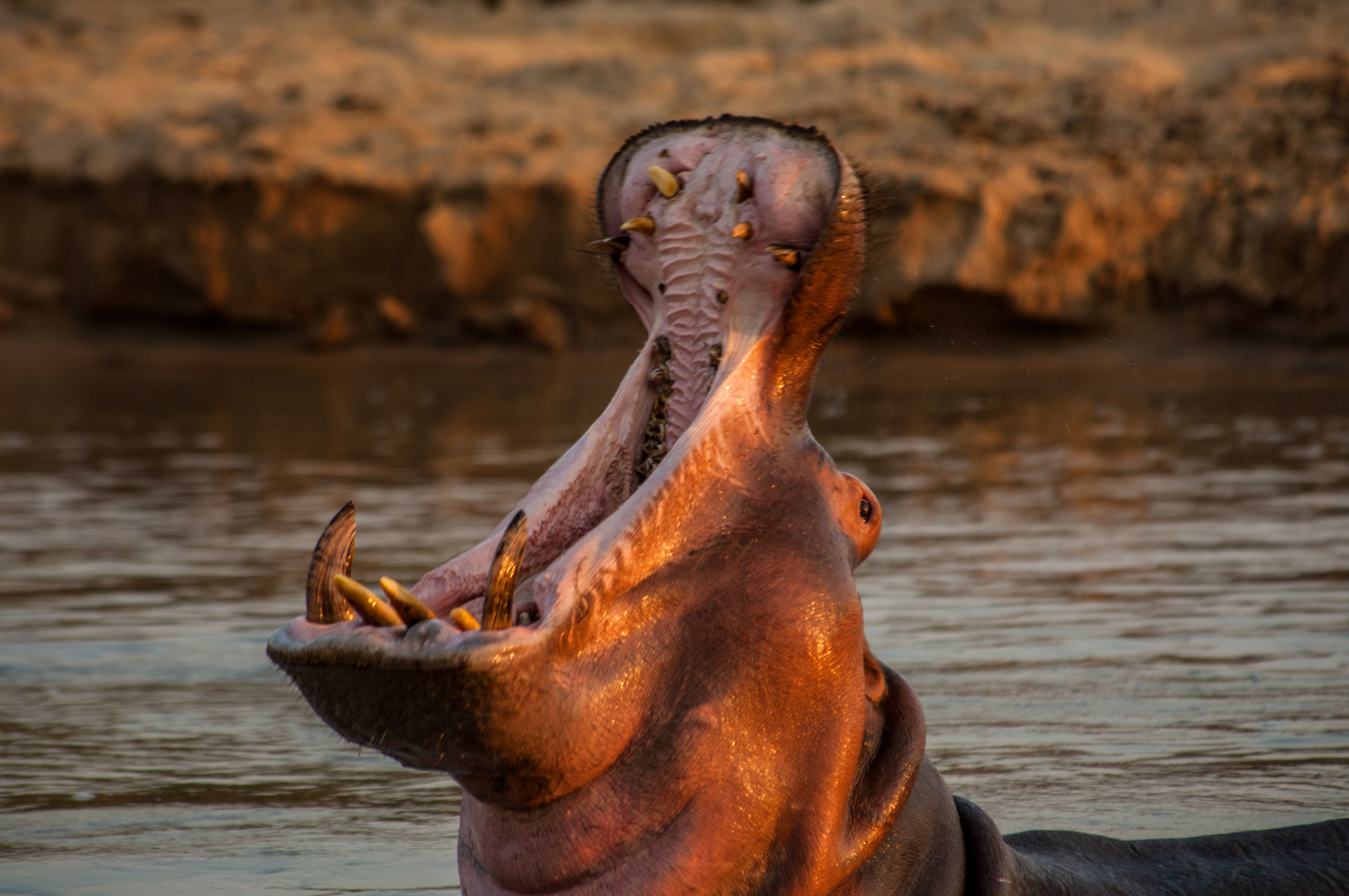 Male Hippos_Okavango|