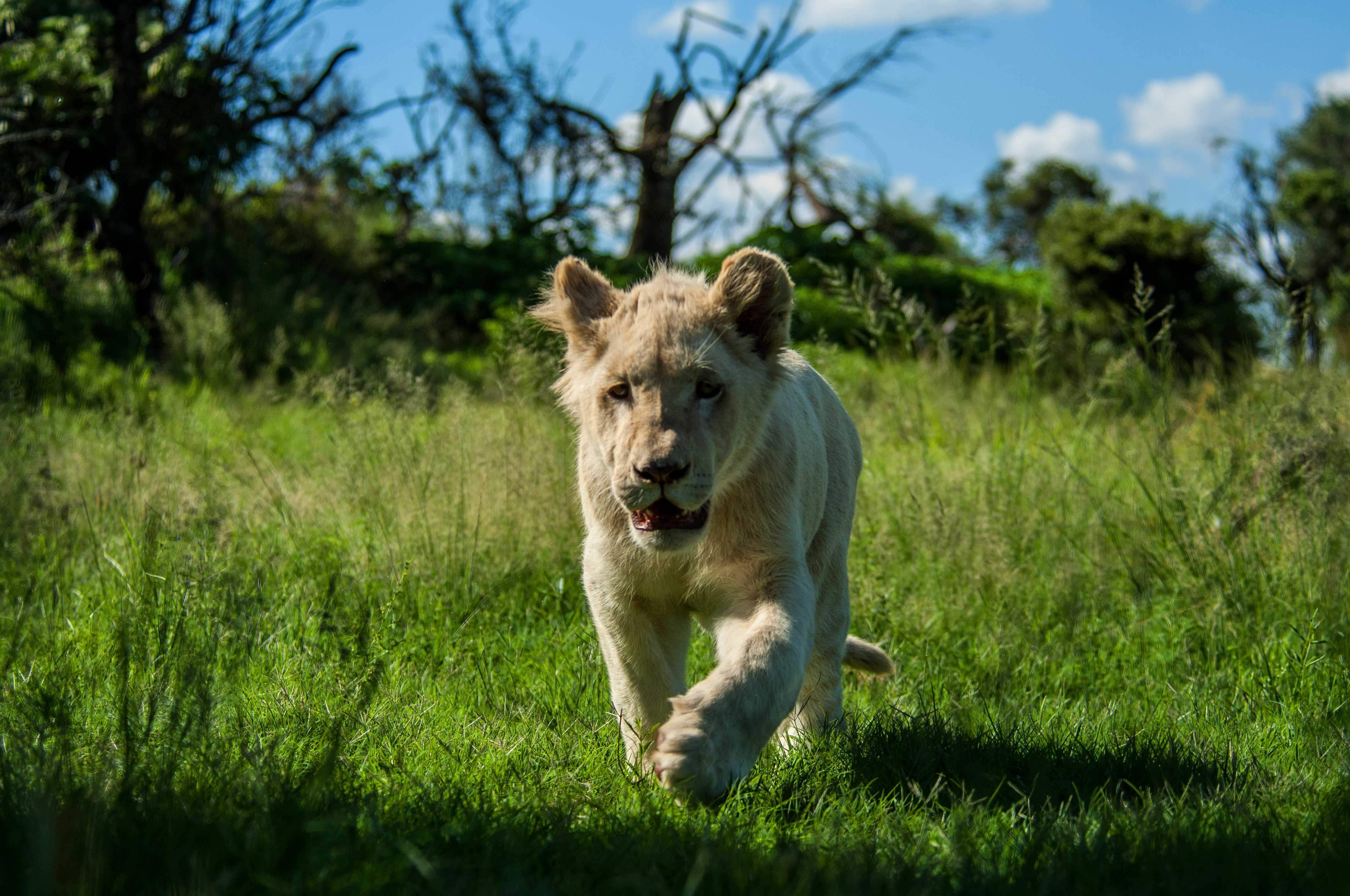 White Lion Cubs_Timbavati|